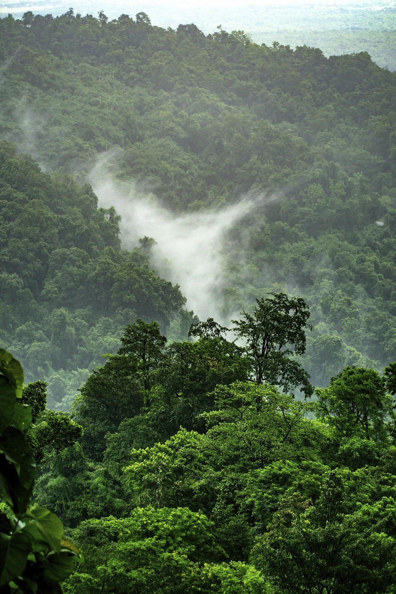 Ethical investing - pristine rainforest canopy
