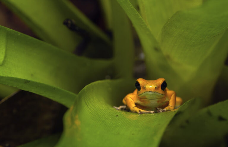 A small frog in a bromeliad - we grow together