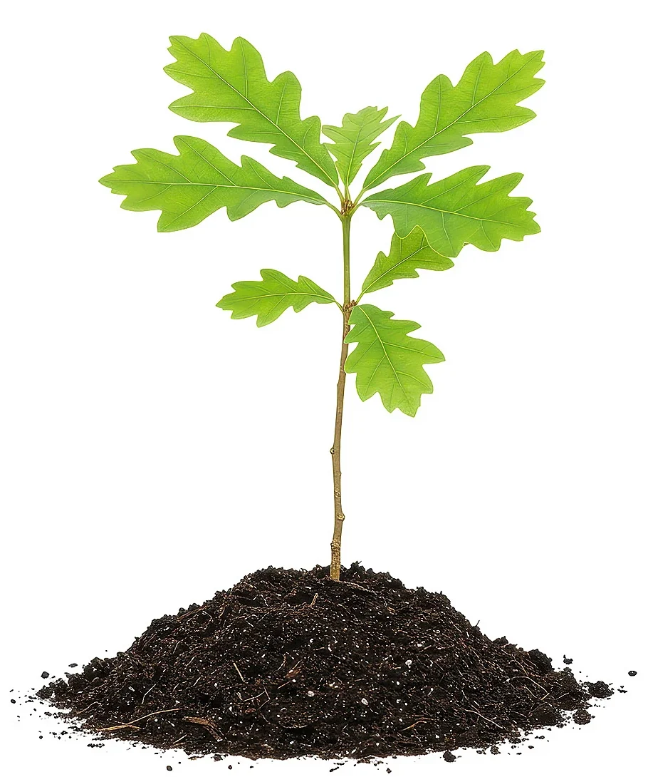 A Healthy Oak Seedling