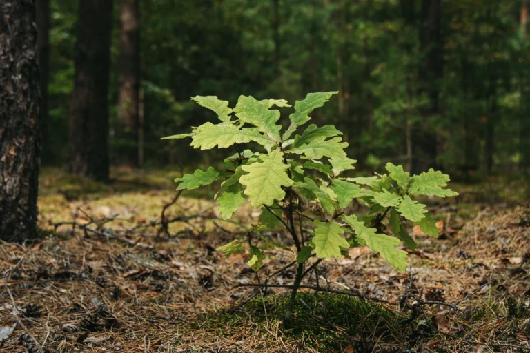 Investing with Fintrel - an oak sapling in the woods